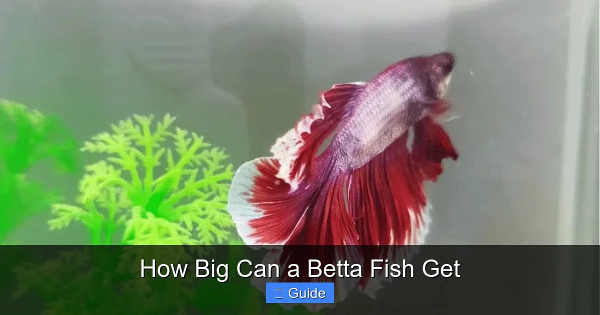 How Big Can a Betta Fish Get
