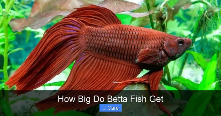 How Big Do Betta Fish Get