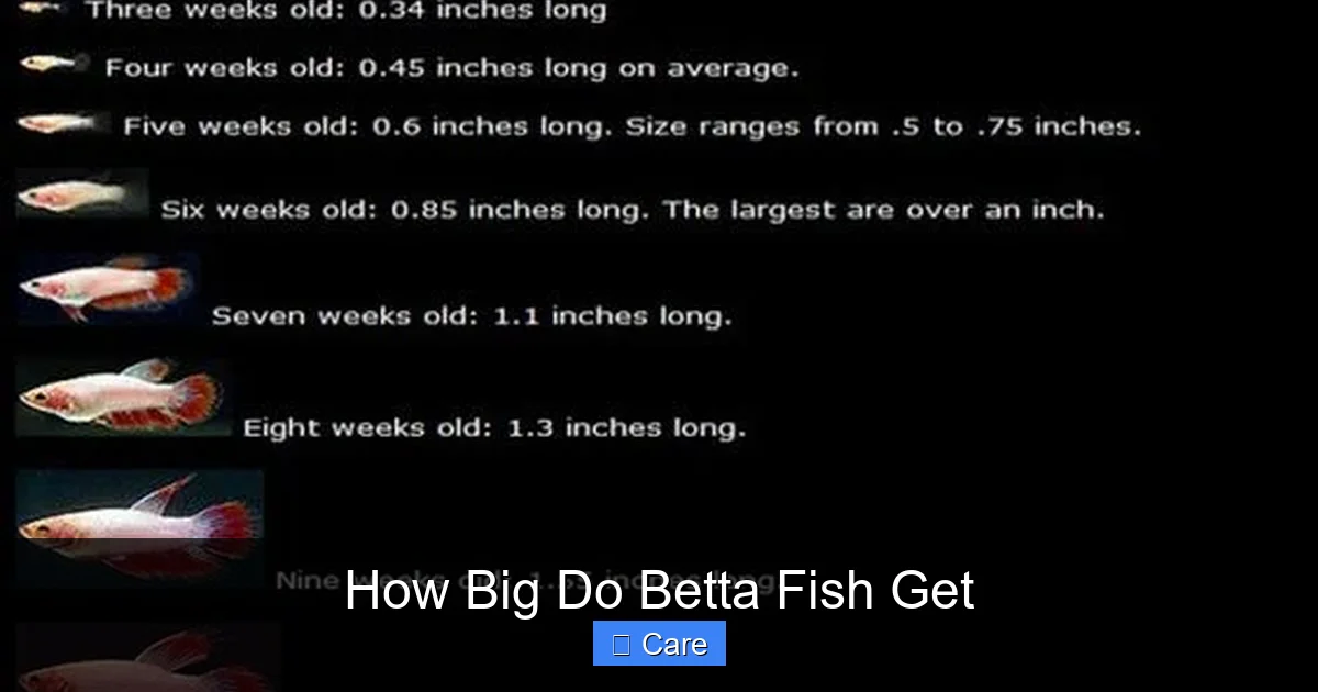 How Big Do Betta Fish Get