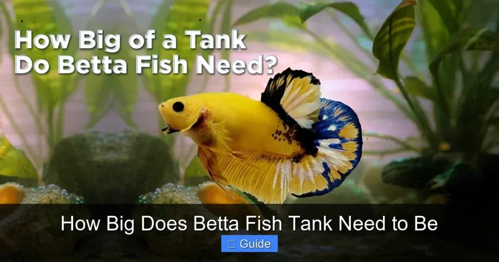 How Big Does Betta Fish Tank Need to Be