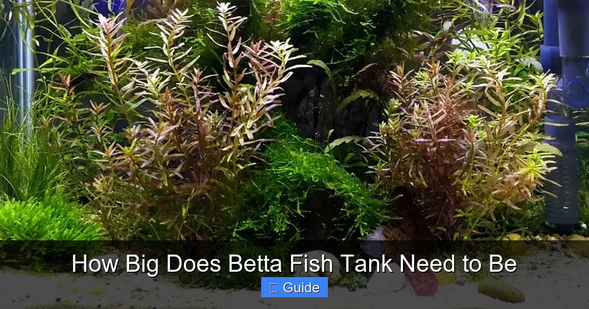 How Big Does Betta Fish Tank Need to Be