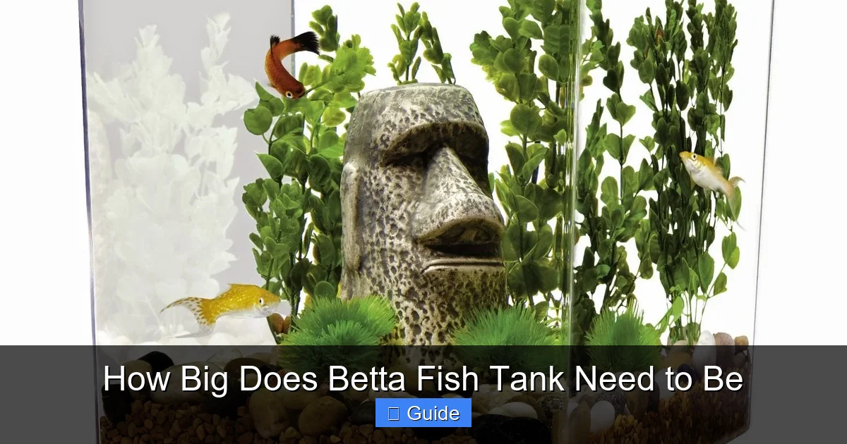 How Big Does Betta Fish Tank Need to Be