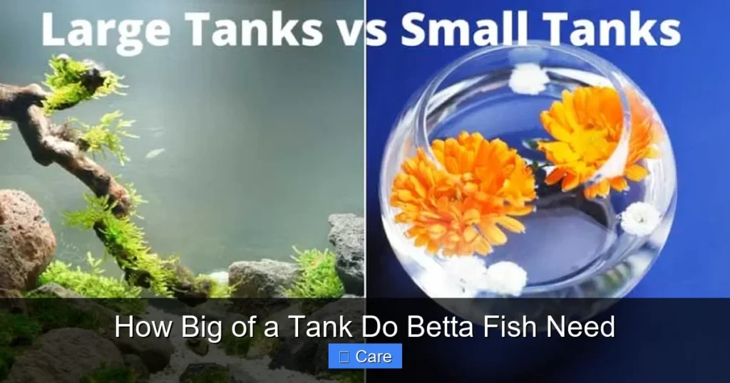 How Big of a Tank Do Betta Fish Need