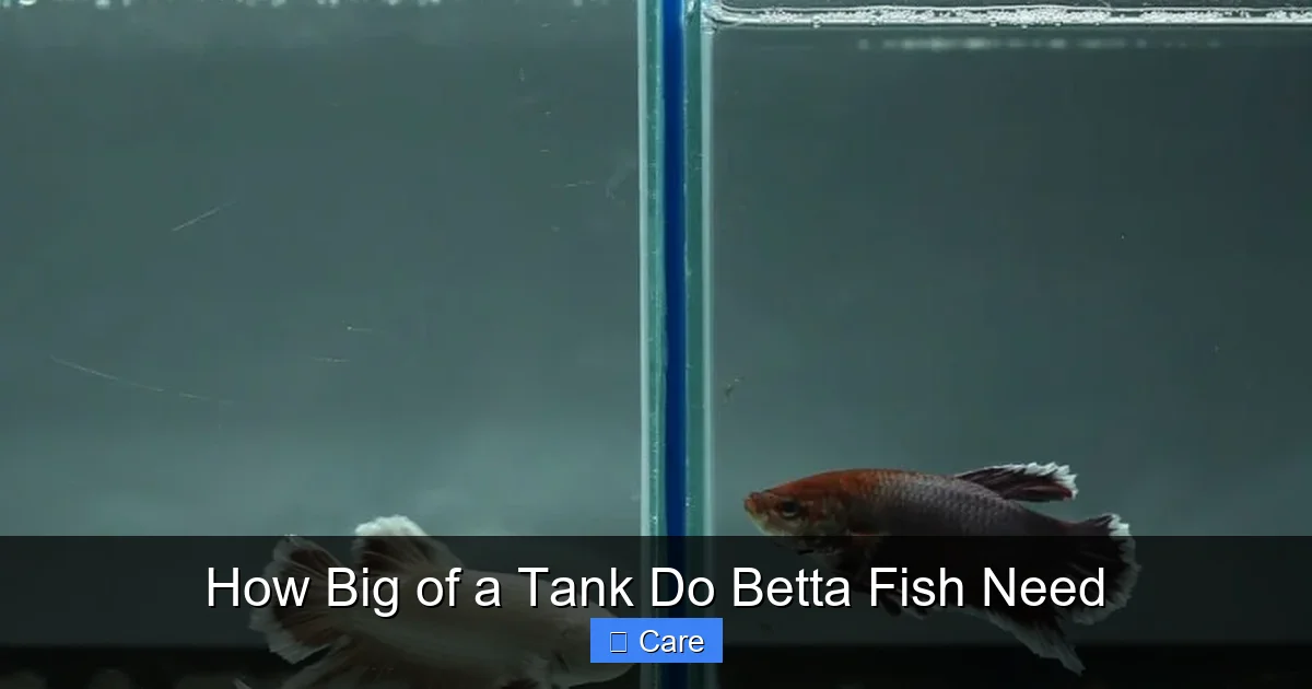 How Big of a Tank Do Betta Fish Need