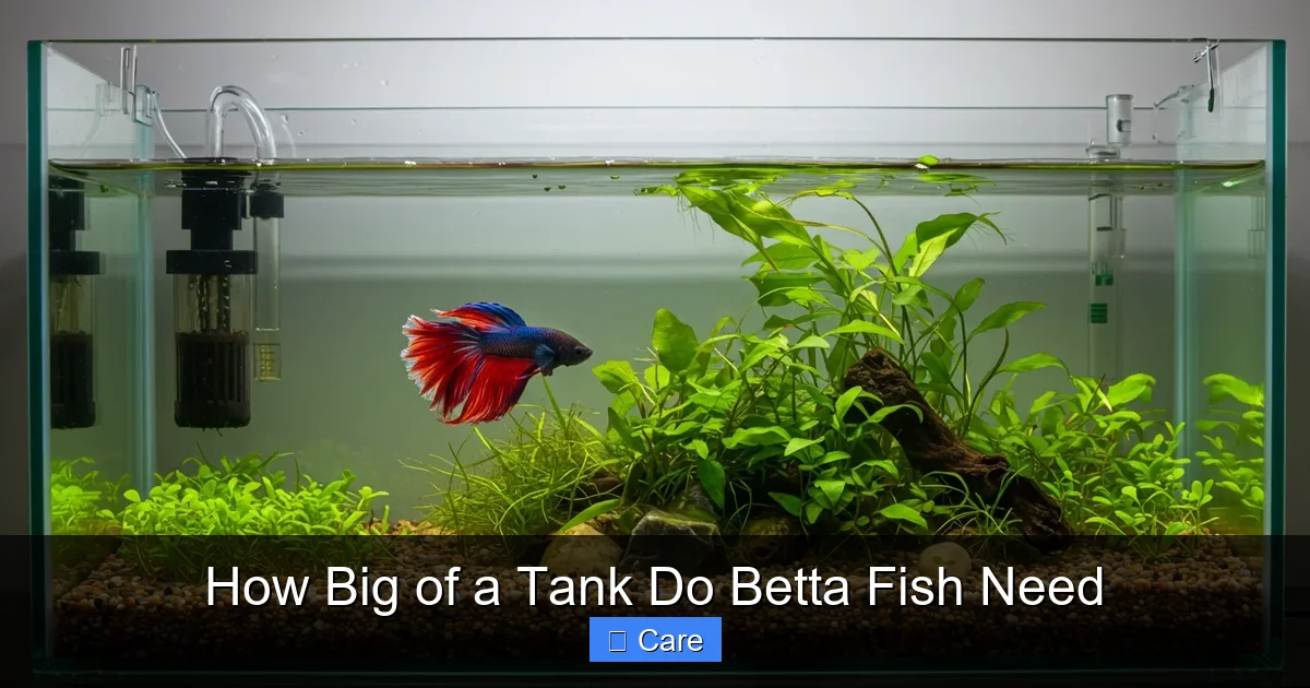 How Big of a Tank Do Betta Fish Need
