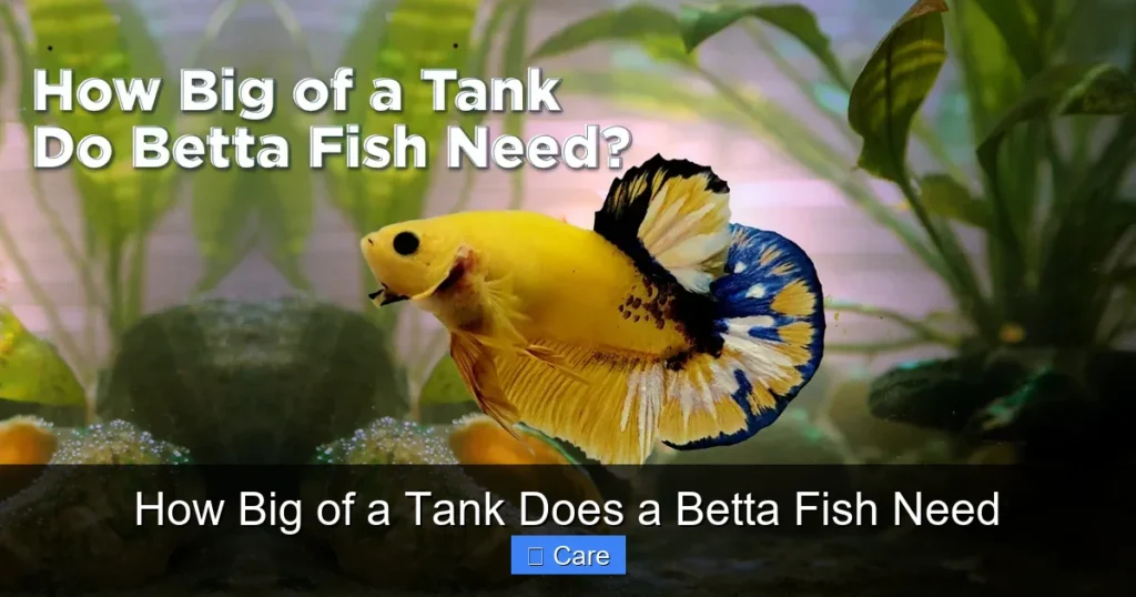 How Big of a Tank Does a Betta Fish Need