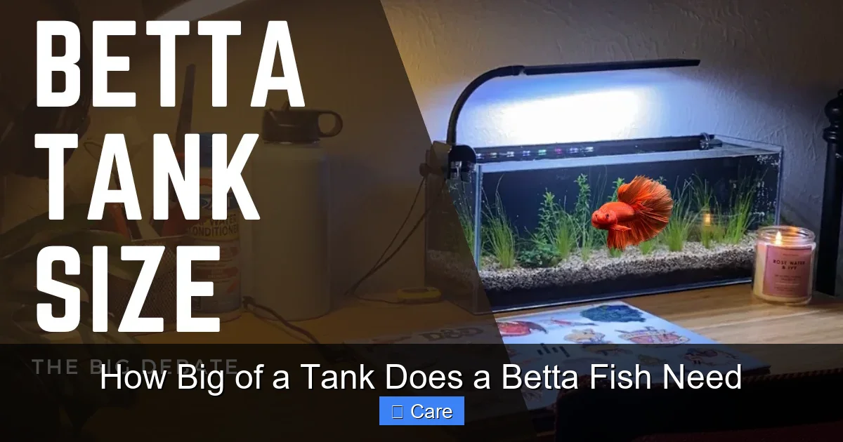 How Big of a Tank Does a Betta Fish Need