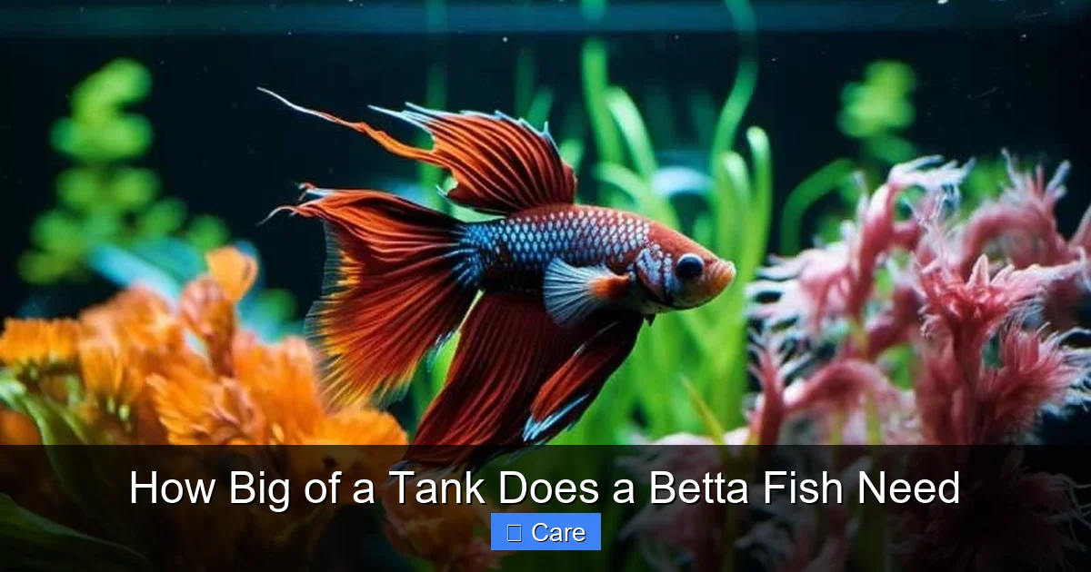 How Big of a Tank Does a Betta Fish Need