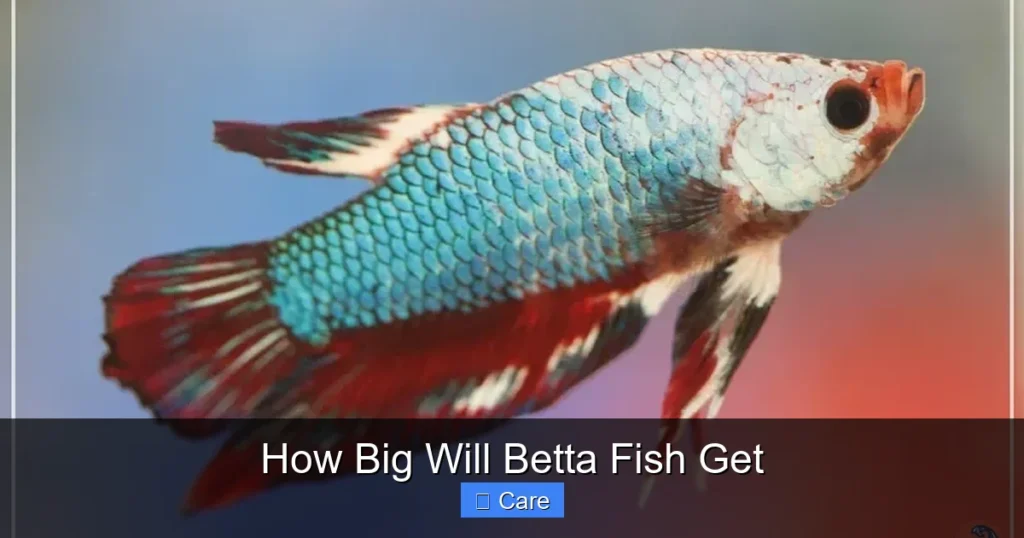 How Big Will Betta Fish Get