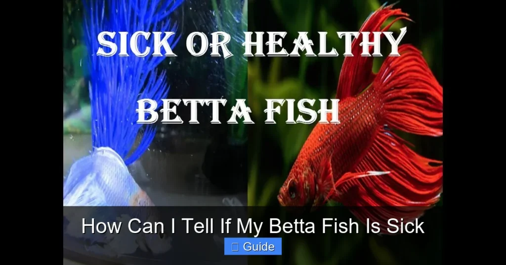 How Can I Tell If My Betta Fish Is Sick