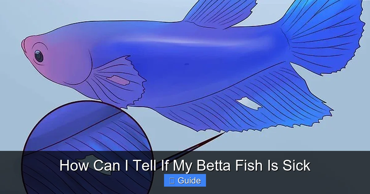 How Can I Tell If My Betta Fish Is Sick