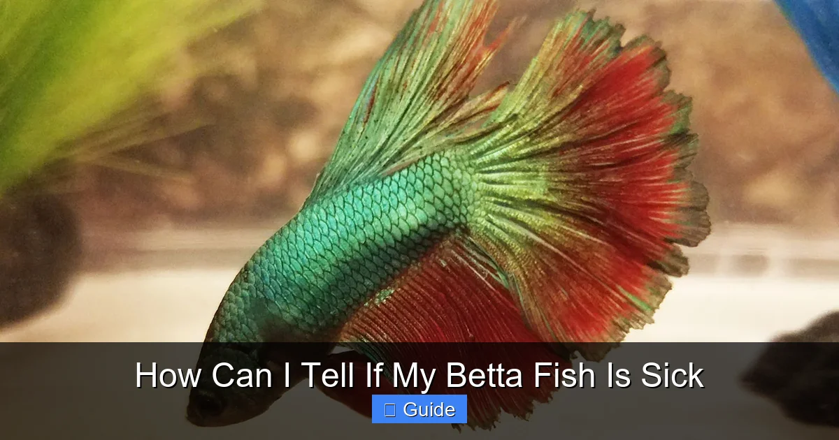 How Can I Tell If My Betta Fish Is Sick