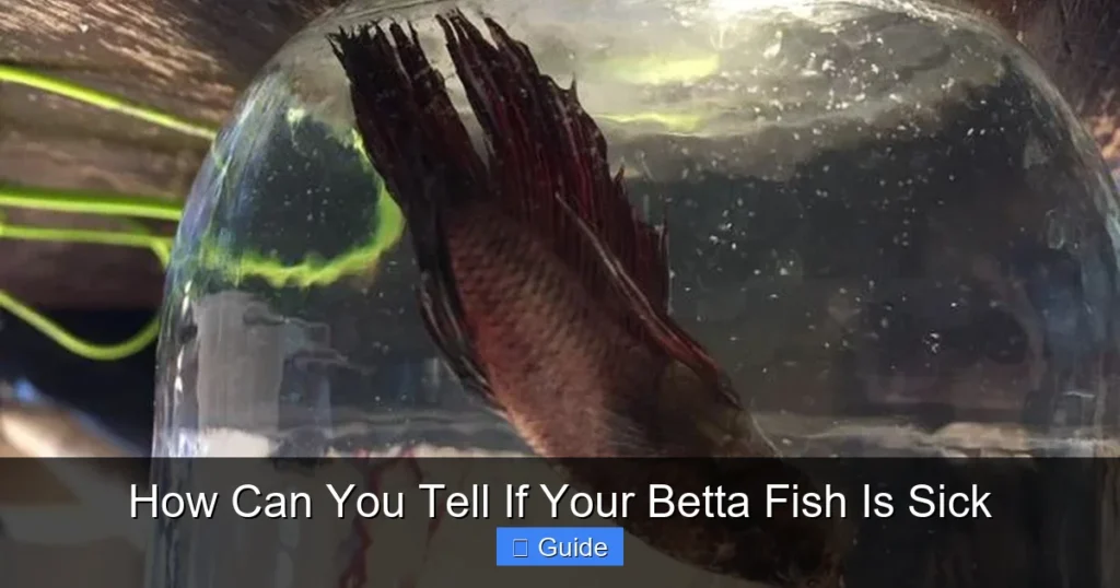 How Can You Tell If Your Betta Fish Is Sick