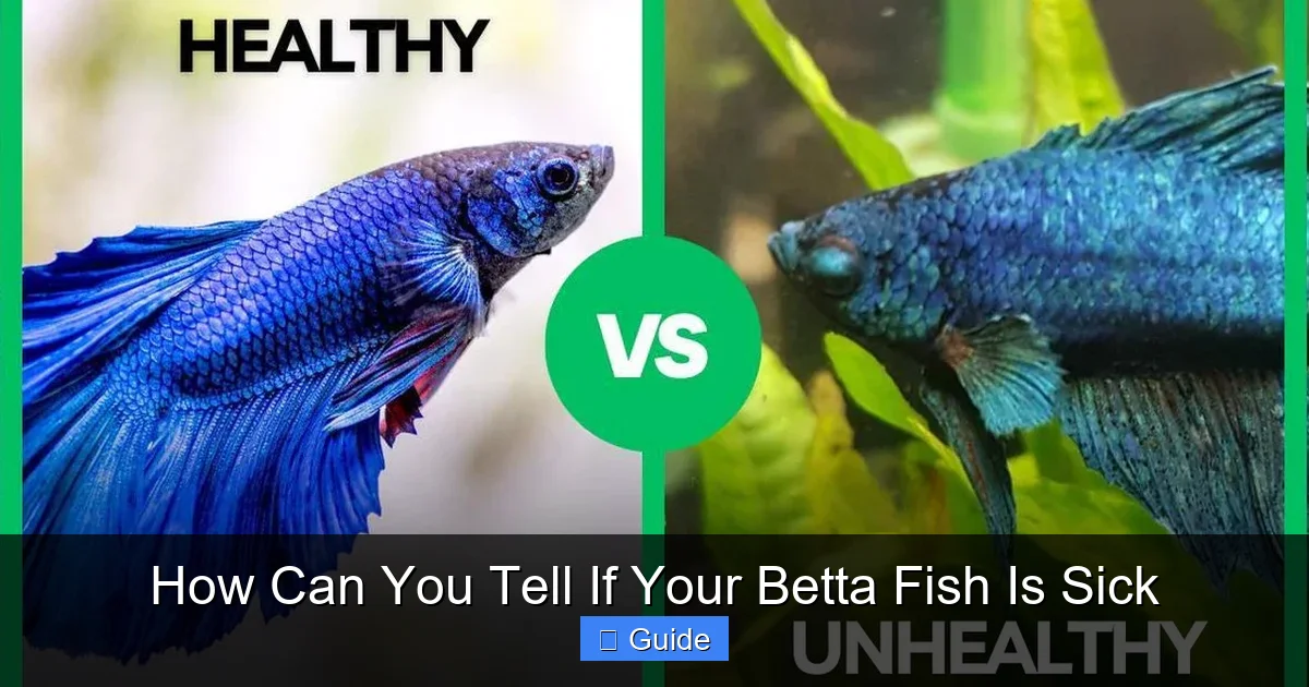 How Can You Tell If Your Betta Fish Is Sick