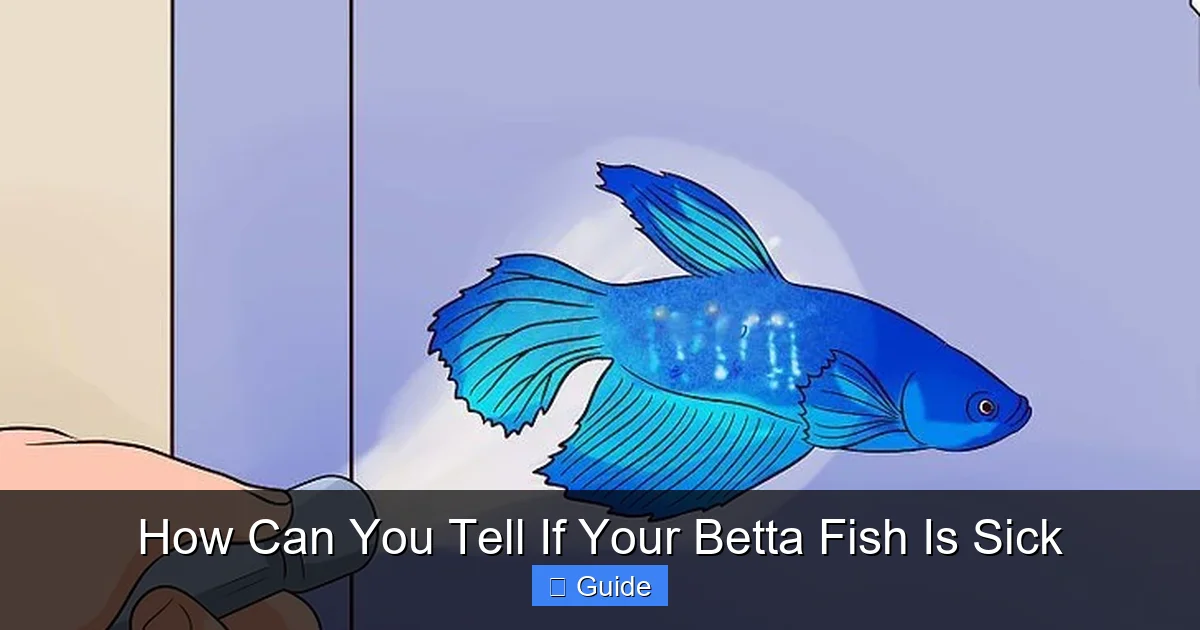 How Can You Tell If Your Betta Fish Is Sick