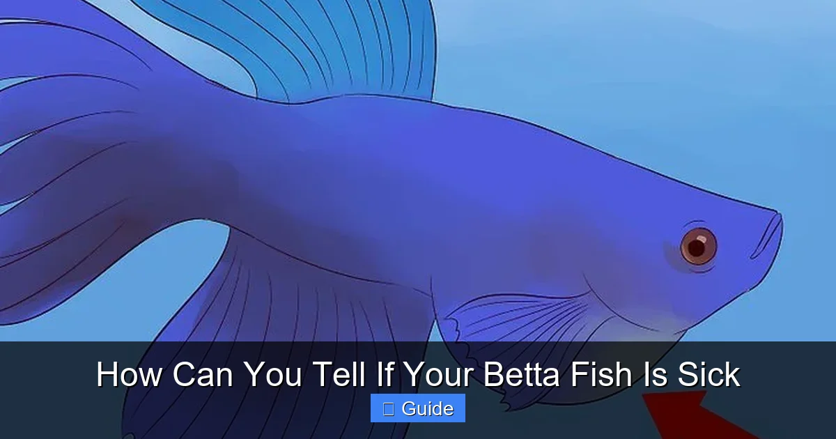 How Can You Tell If Your Betta Fish Is Sick