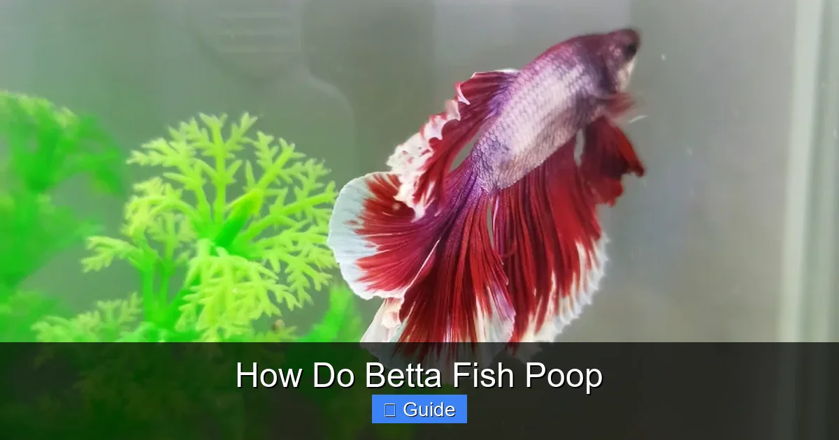 How Do Betta Fish Poop