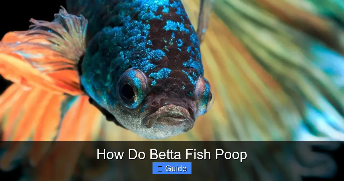 How Do Betta Fish Poop