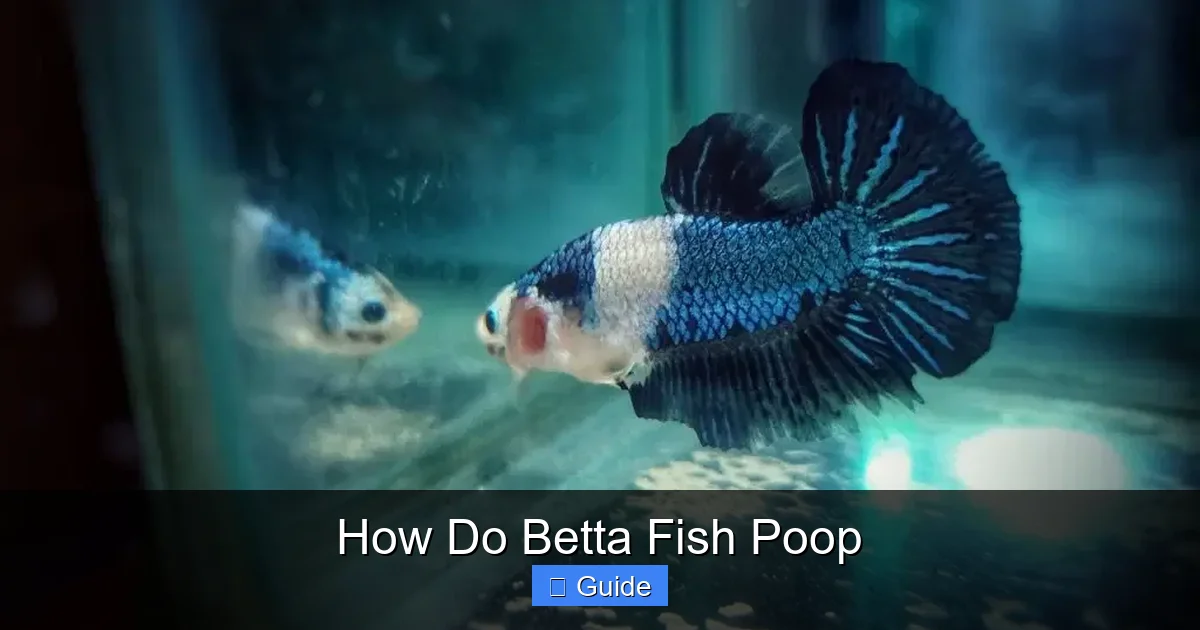 How Do Betta Fish Poop