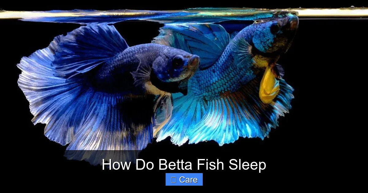 How Do Betta Fish Sleep