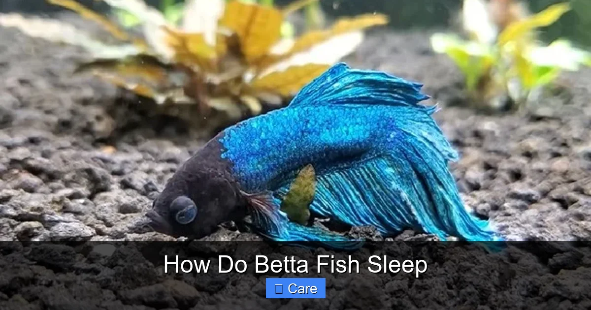 How Do Betta Fish Sleep