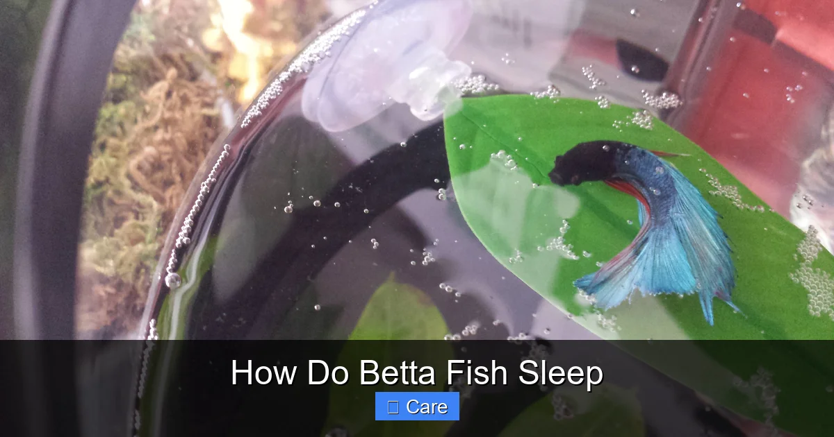 How Do Betta Fish Sleep
