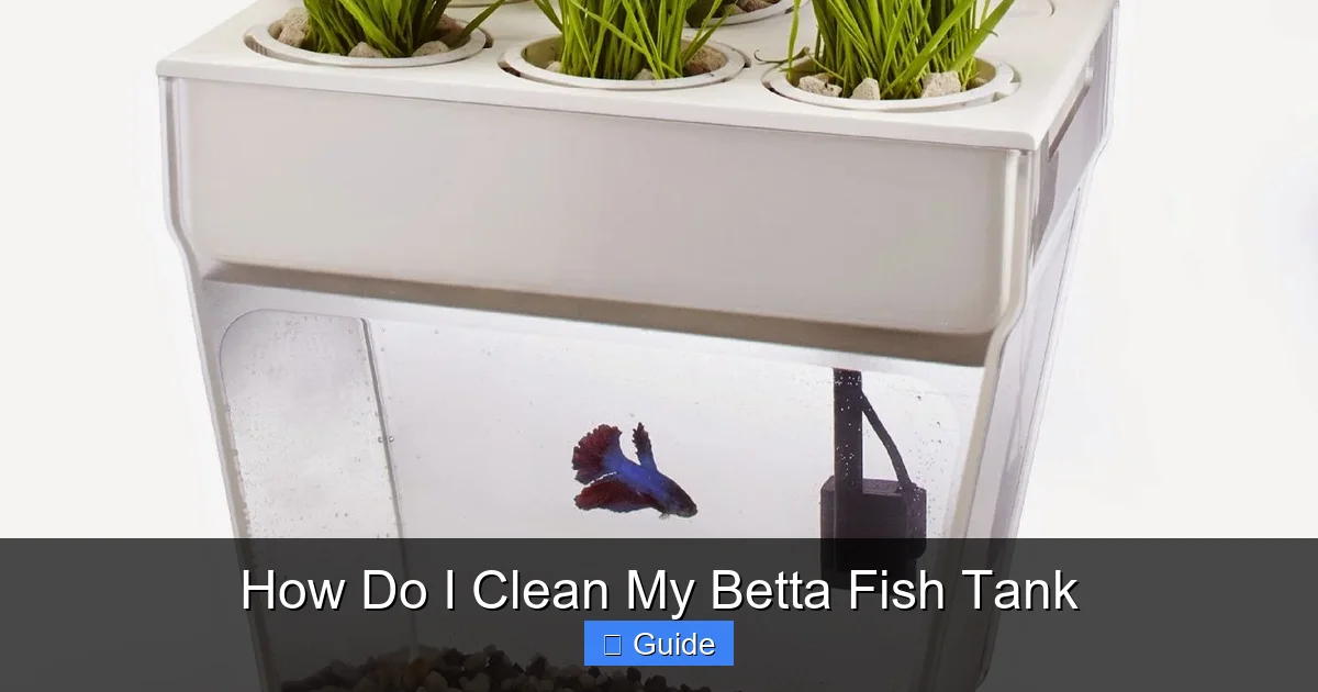 How Do I Clean My Betta Fish Tank