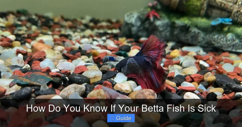How Do You Know If Your Betta Fish Is Sick