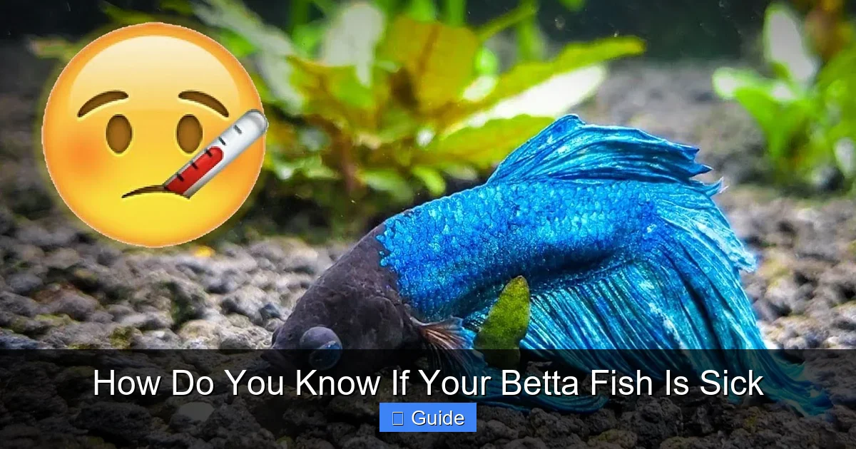 How Do You Know If Your Betta Fish Is Sick