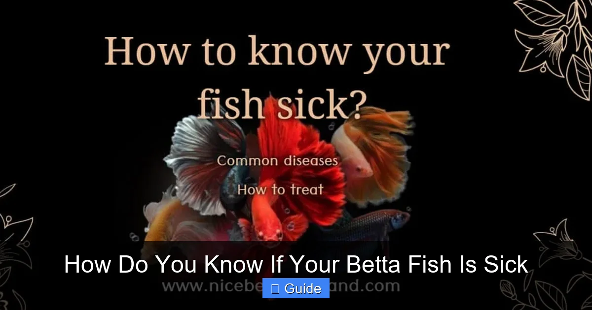 How Do You Know If Your Betta Fish Is Sick