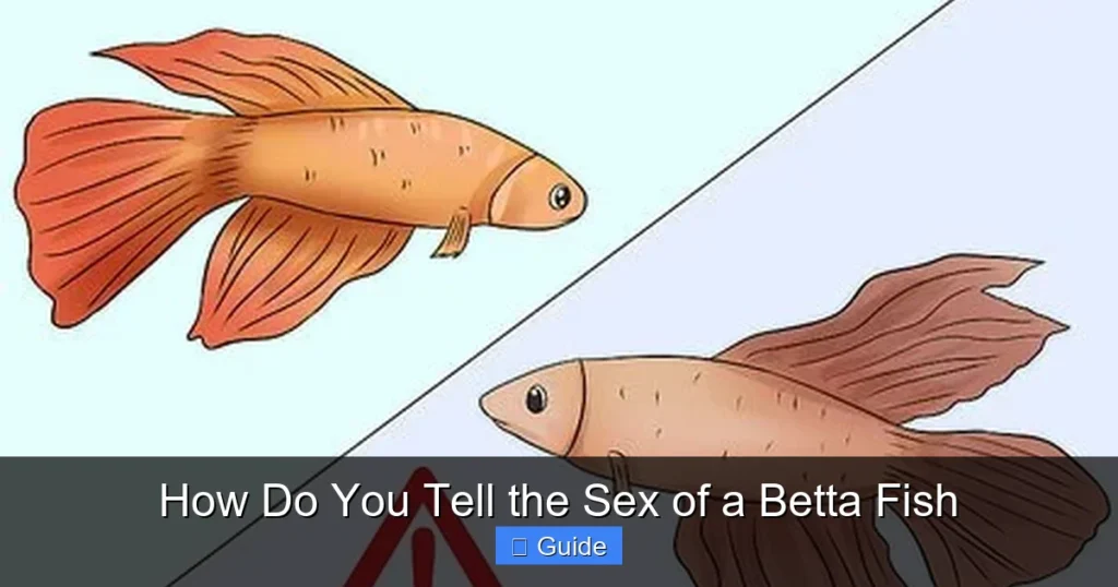 How Do You Tell the Sex of a Betta Fish