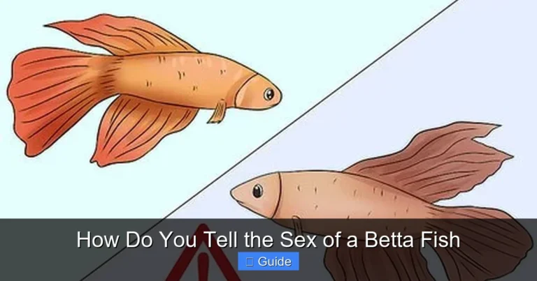 How Do You Tell the Sex of a Betta Fish