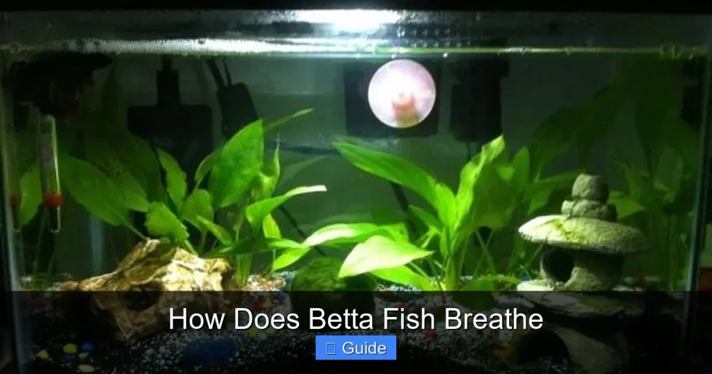How Does Betta Fish Breathe