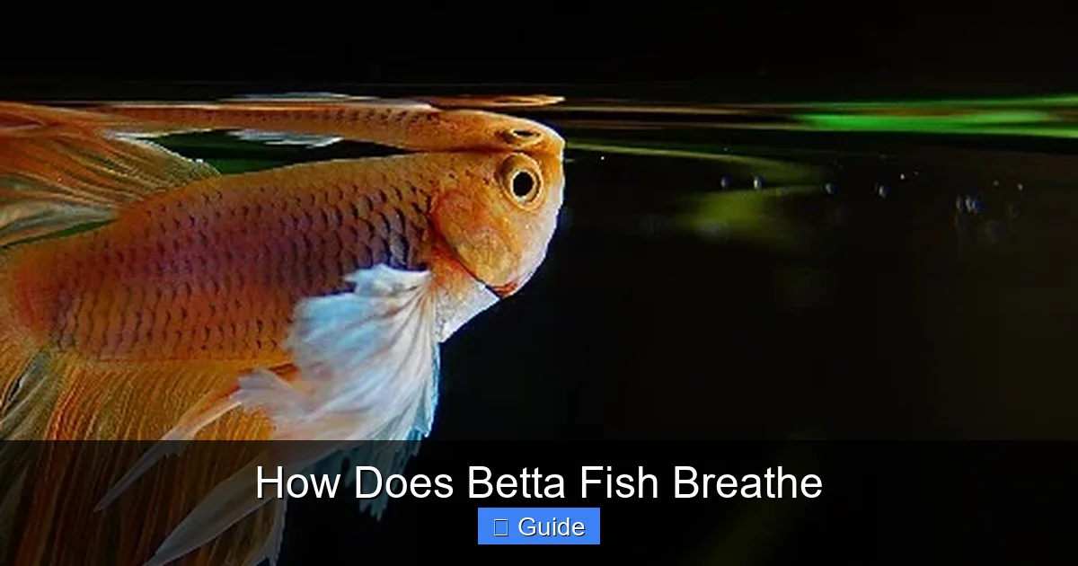 How Does Betta Fish Breathe
