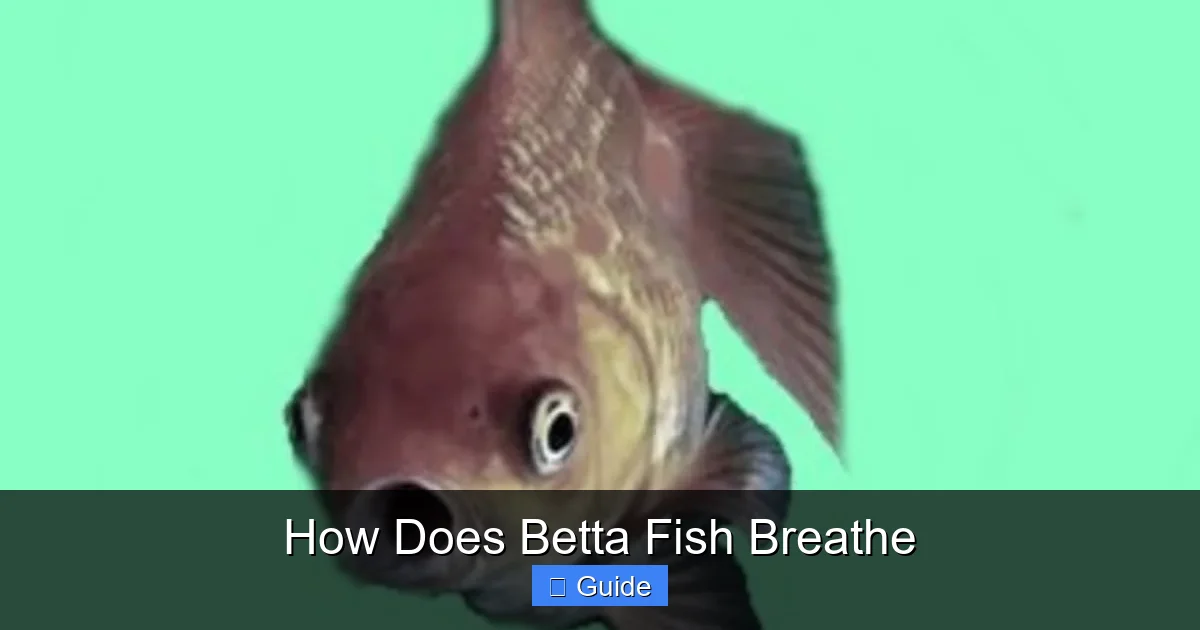 How Does Betta Fish Breathe
