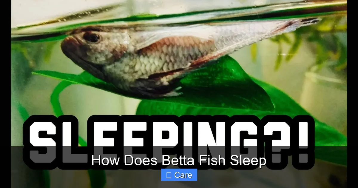 How Does Betta Fish Sleep
