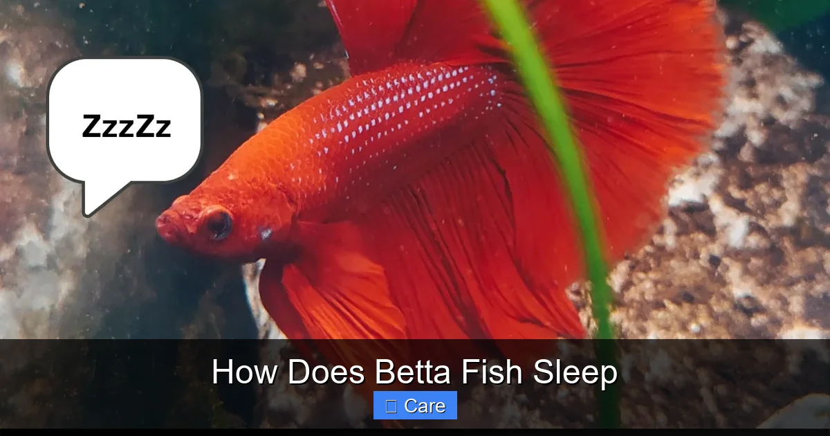 How Does Betta Fish Sleep