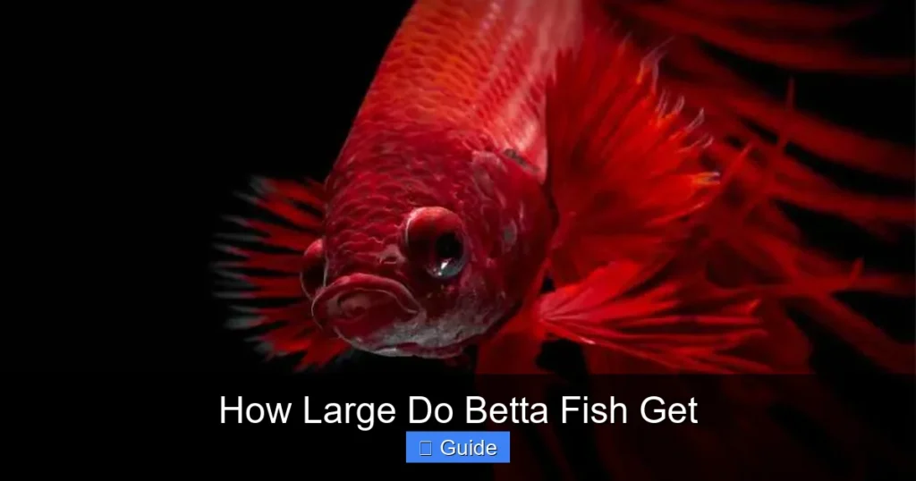 How Large Do Betta Fish Get