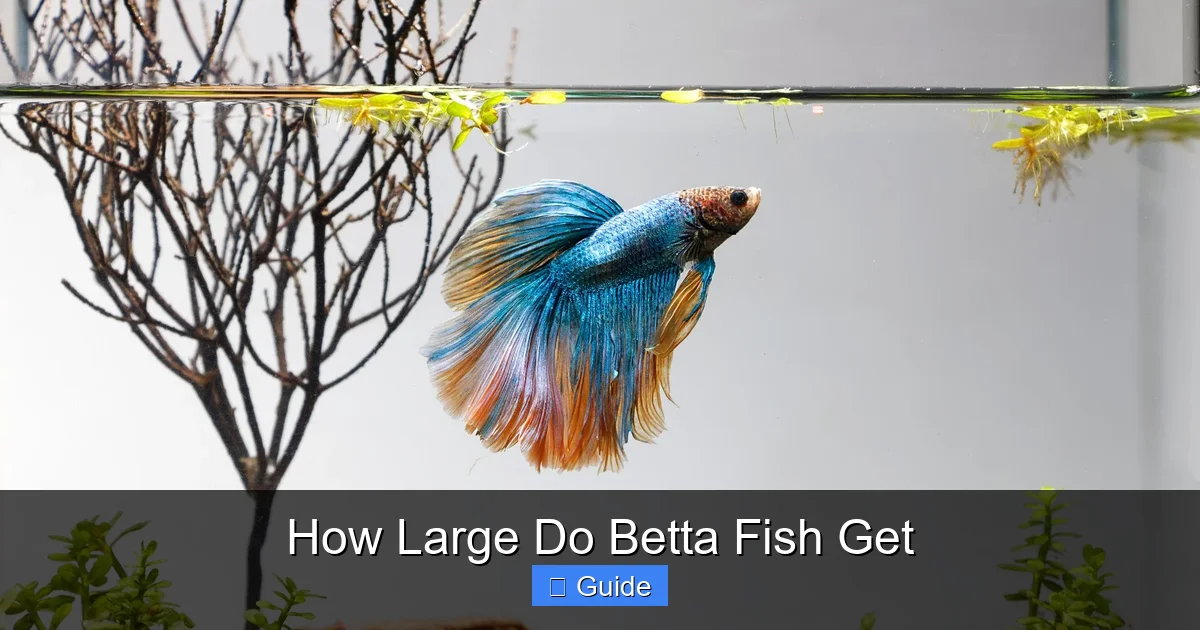 How Large Do Betta Fish Get