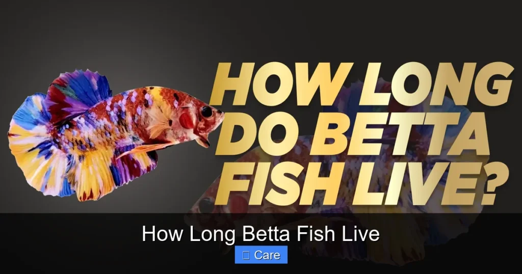 How Long Betta Fish Live