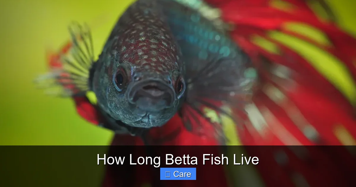 How Long Betta Fish Live