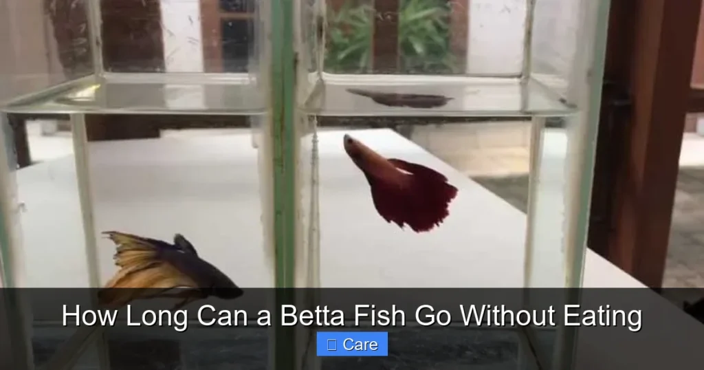 How Long Can a Betta Fish Go Without Eating