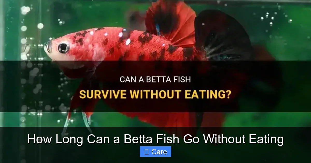 How Long Can a Betta Fish Go Without Eating