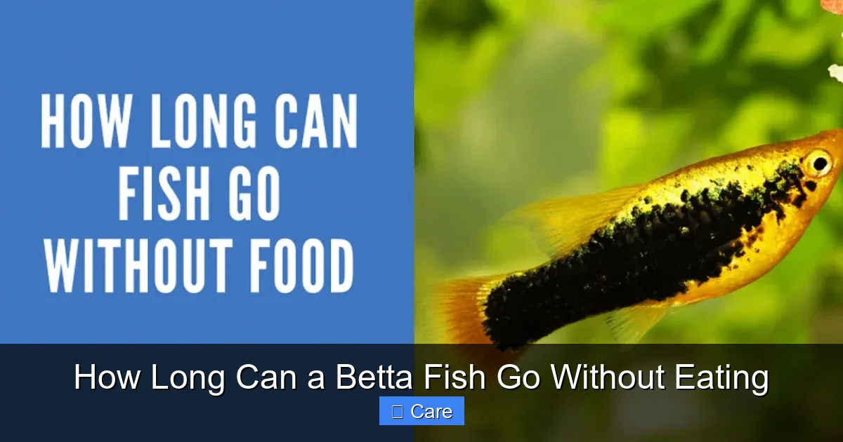 How Long Can a Betta Fish Go Without Eating
