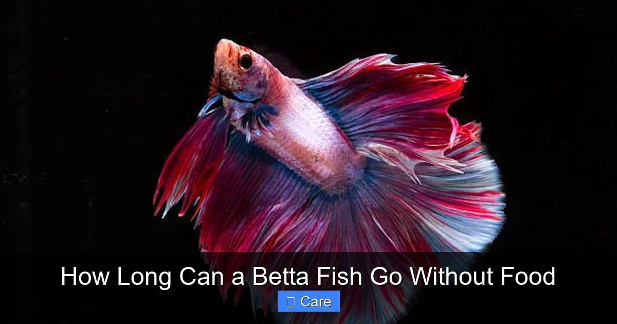 How Long Can a Betta Fish Go Without Food