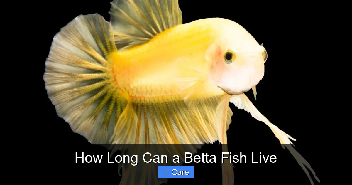 How Long Can a Betta Fish Live