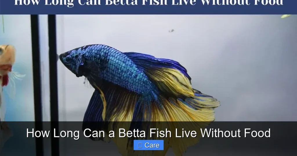 How Long Can a Betta Fish Live Without Food