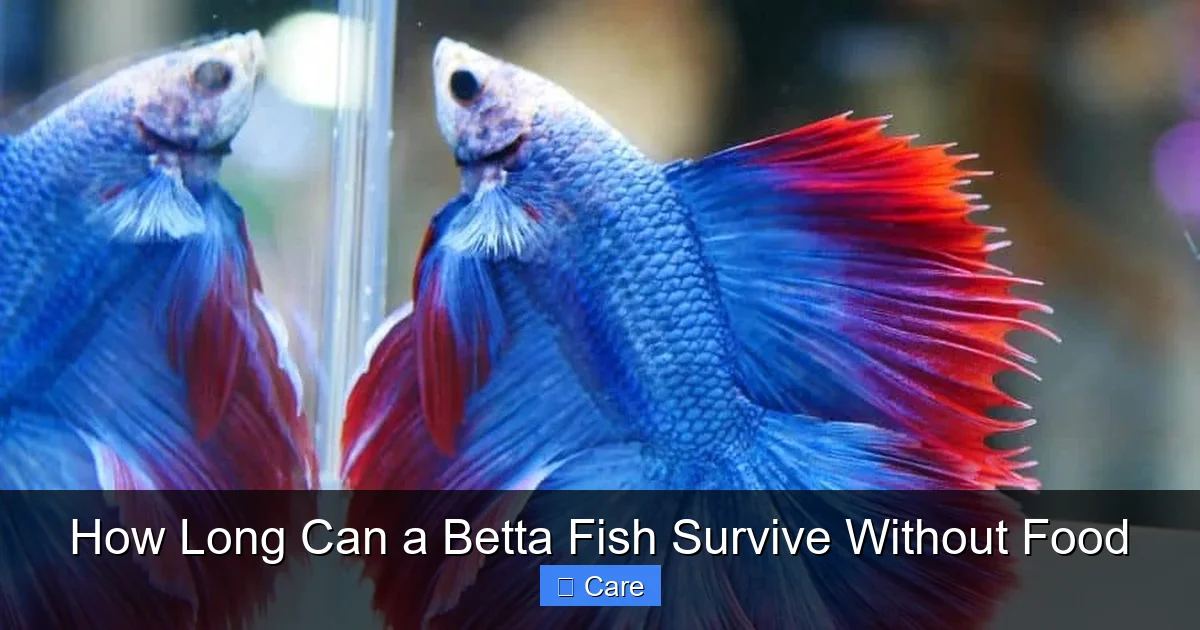 How Long Can a Betta Fish Survive Without Food