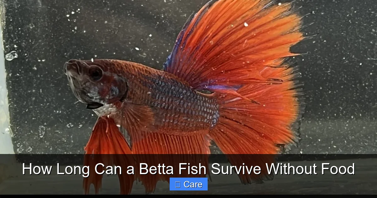 How Long Can a Betta Fish Survive Without Food