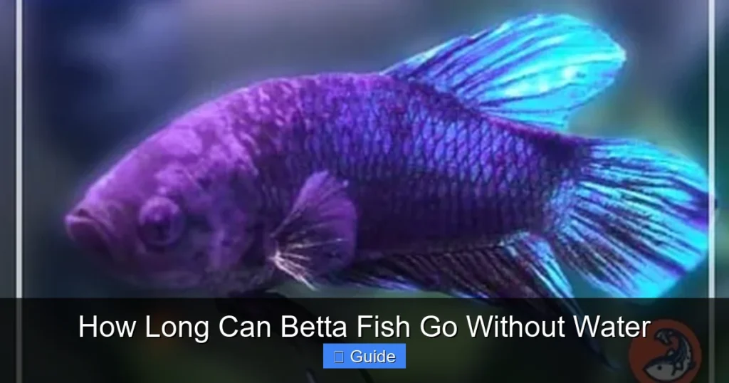 How Long Can Betta Fish Go Without Water